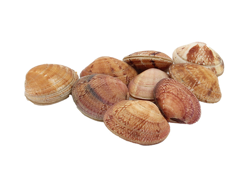 Artikelbild Bretonische Teppichmuscheln Palourde rosé mittel 1079