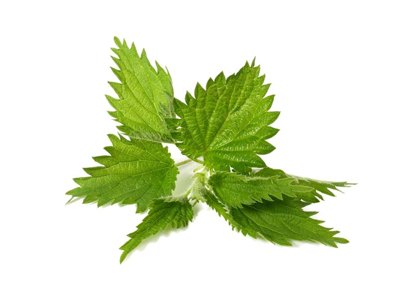 Artikelbild Brennnessel 1085