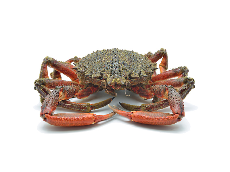 Artikelbild Bretonische Meeresspinne Aragne 1000/2000 g 1086