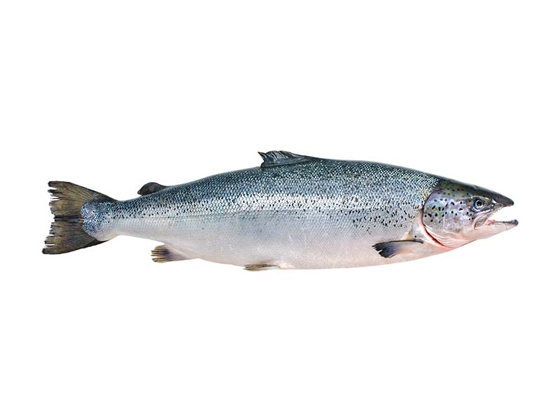 Artikelbild Lachs ausgenommen Label Rouge 4/5 kg 11192