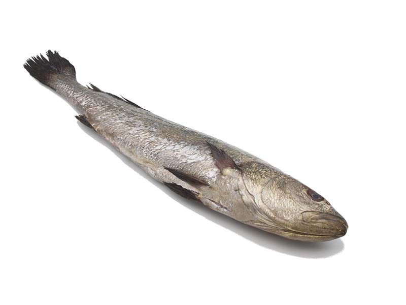 Artikelbild Adlerfisch rund Ikejime 4/5 kg 1143