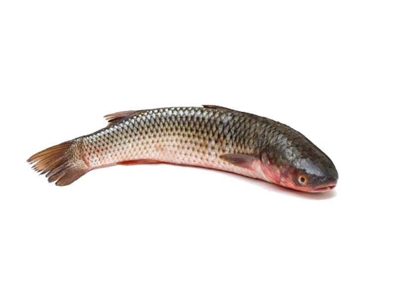 Artikelbild Bretonische Meeräsche ausgenommen 1000/2000 g 1155