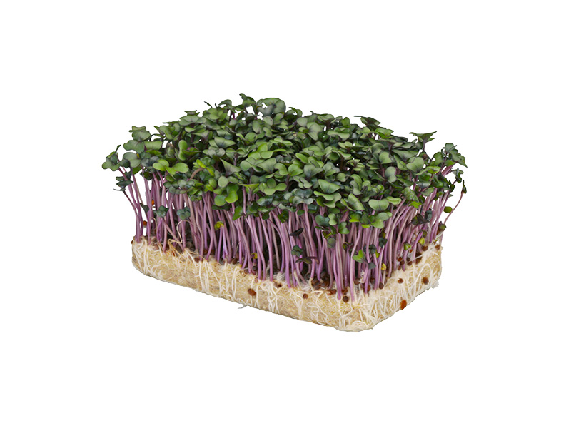 Artikelbild Bio Purperkress 1166