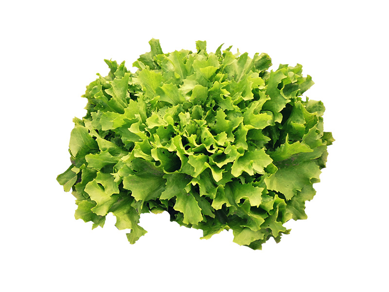 Artikelbild Bio Endiviensalat 1178