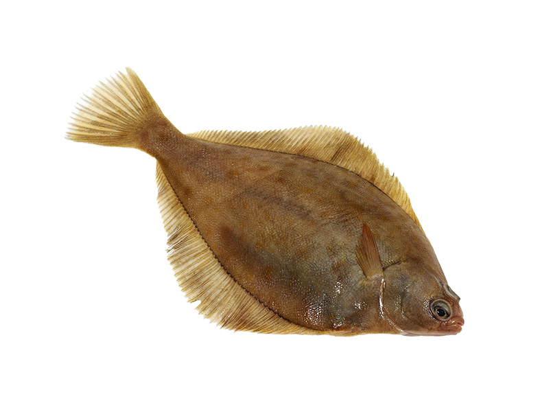 Artikelbild Bretonischer Glattbutt ausgenommen 2/3 kg 1191