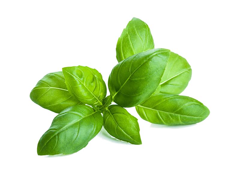 Artikelbild Basilikum 140
