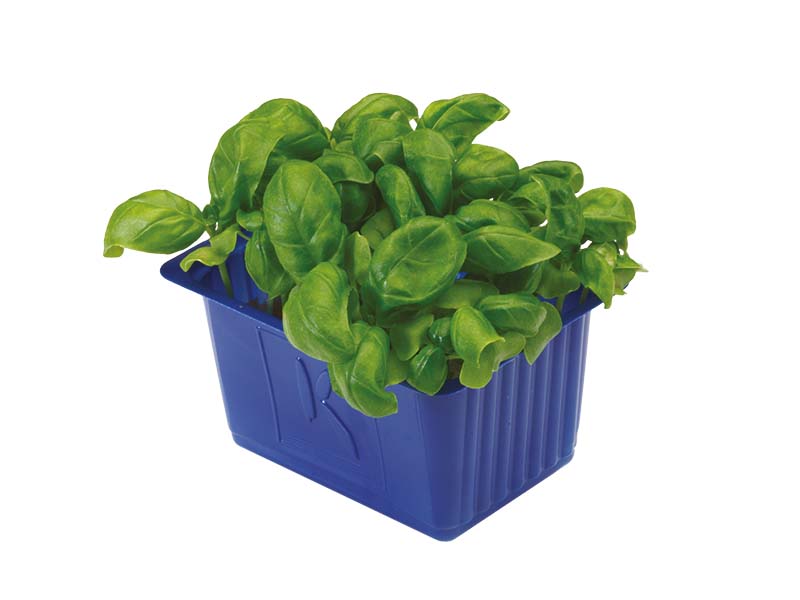 Artikelbild Basilikum Cress 1527