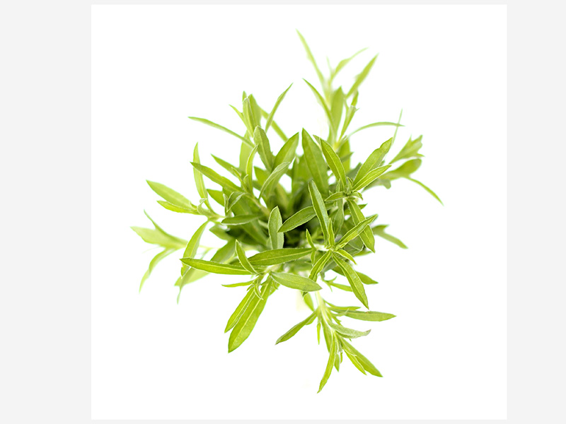 Artikelbild Bohnenkraut 1597