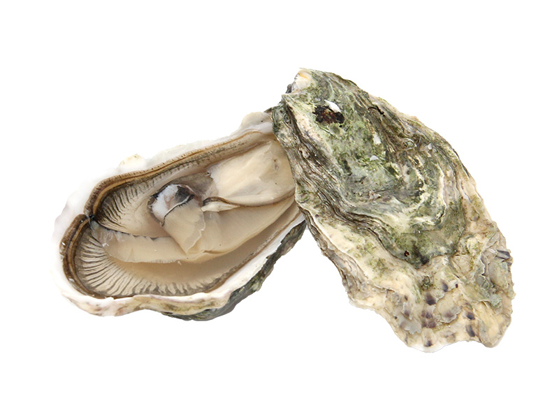 Artikelbild Austern Ostra Regal No.2 1614