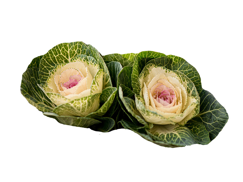 Artikelbild Bio Zierkohl 1758