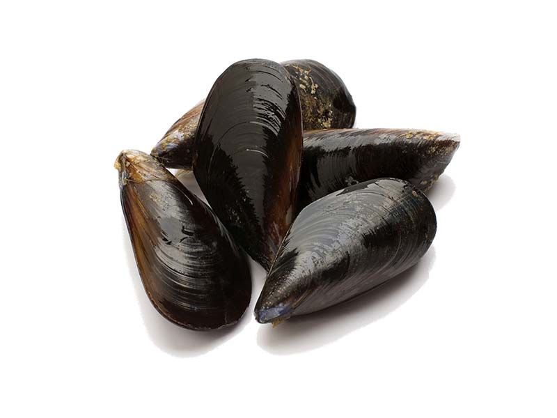 Artikelbild Bretonische Bouchot Muscheln Penestin 1759