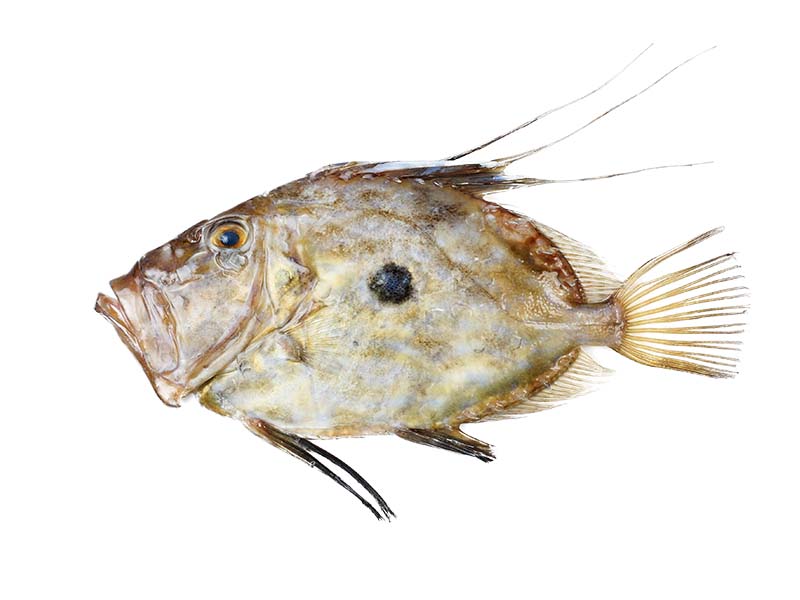 Artikelbild Bretonischer St. Pierre ausgenommen 2/3 kg 1955