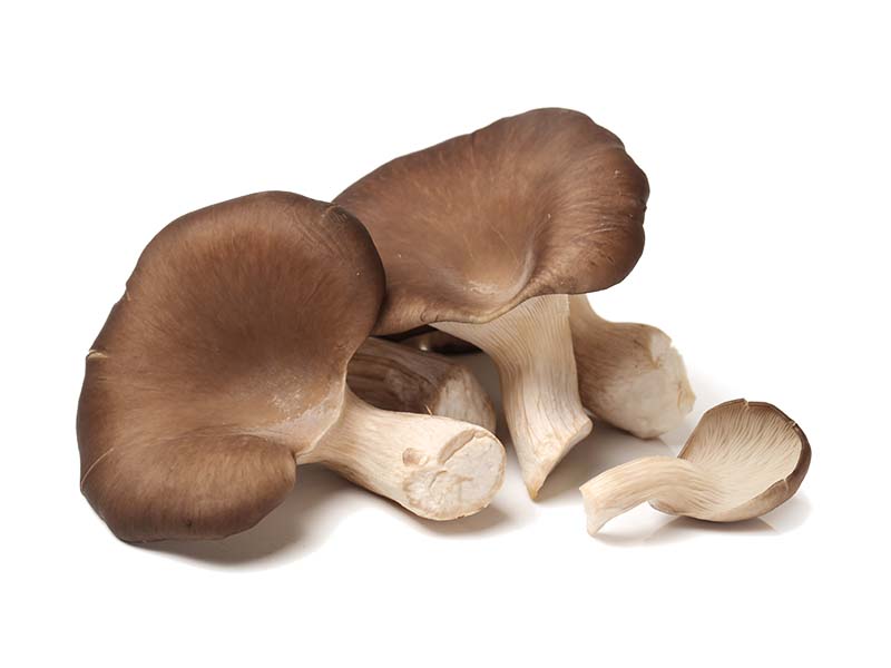 Artikelbild Austernpilzkappen 2218