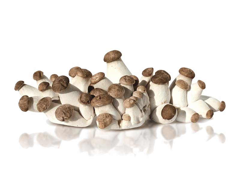 Artikelbild Bio Marchfelder Mini-Kräuterseitlinge 2355