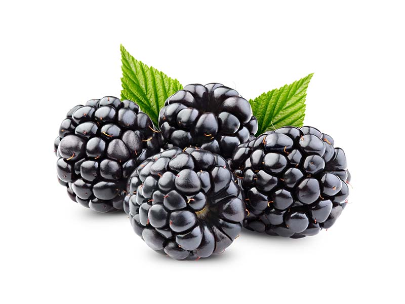 Artikelbild Brombeere 2481