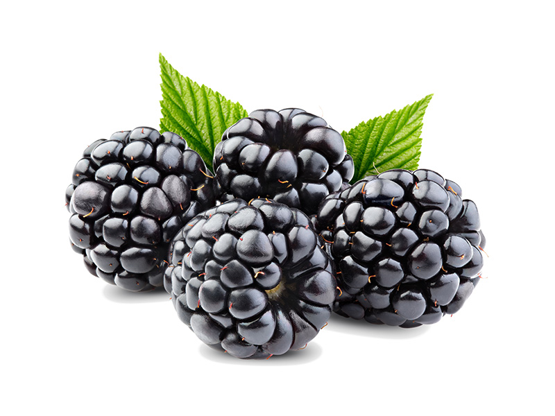 Artikelbild Brombeere 2484