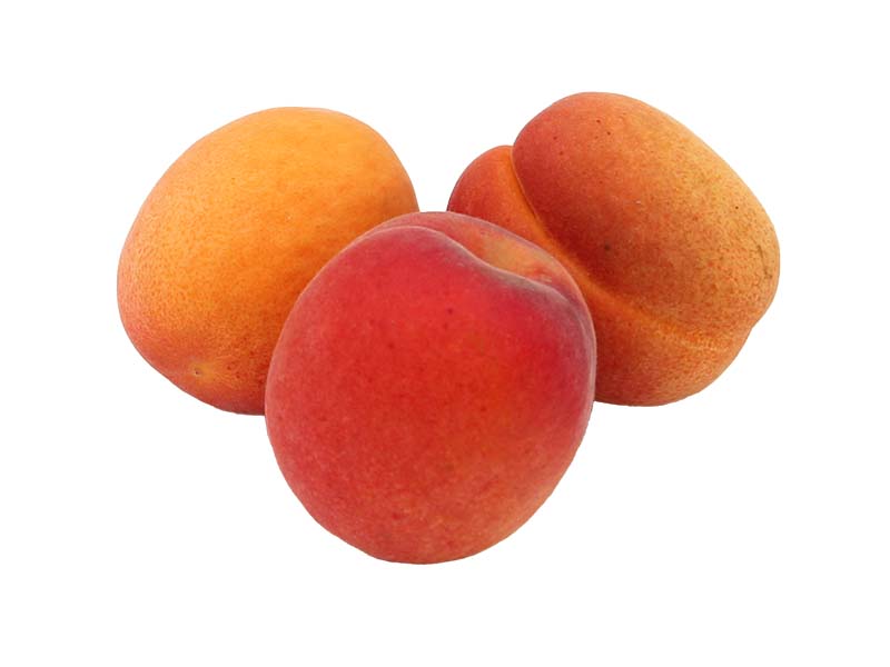 Artikelbild Aprikose 2543