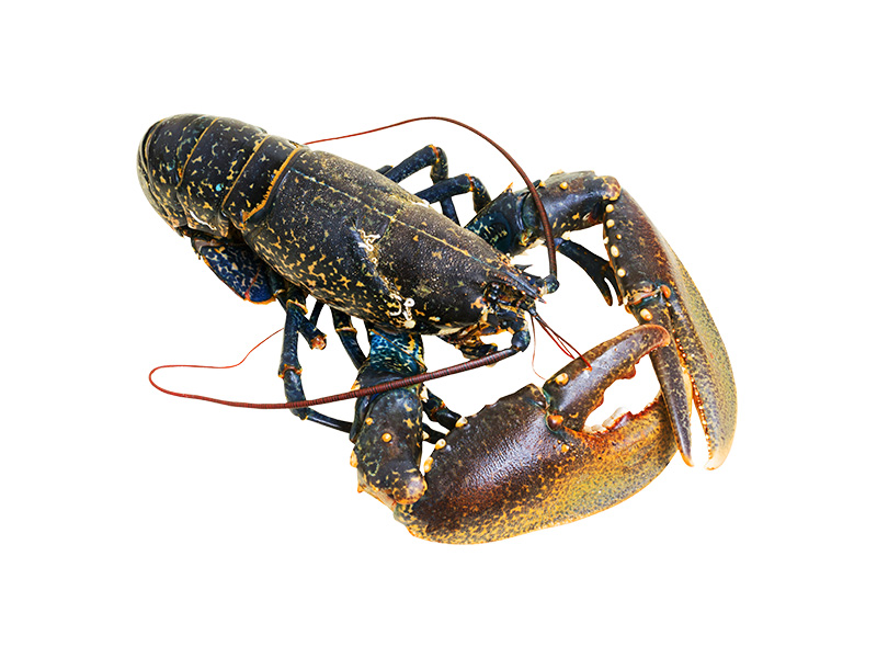 Artikelbild Bretonischer Hummer 600/800 g 260