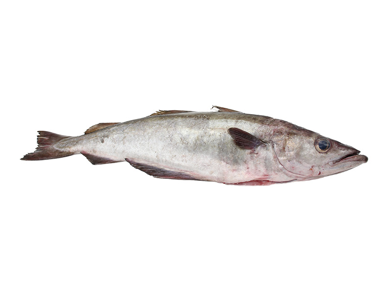 Artikelbild Bretonischer Steinköhler ausgenommen 2/4 kg 2811