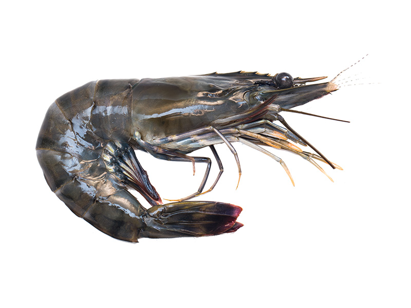 Artikelbild Black Tiger m. Kopf/Schale 2/4 p. kg 301174