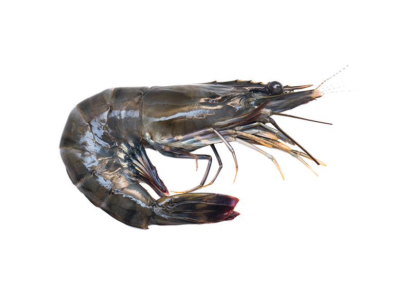 Artikelbild Black Tiger m. Kopf/Schale 8/12 p. kg 301251