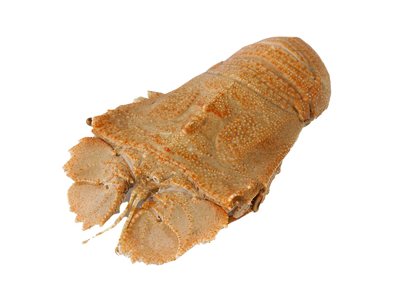 Artikelbild Bärenkrebsschwanz in der Schale 40/60 g 305097