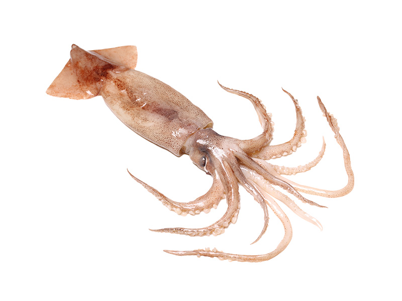 Artikelbild Loligo Patagonica C4L 12/14 cm 305109