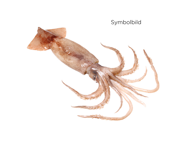 Artikelbild Loligo-Patagonica geschnitten 305245