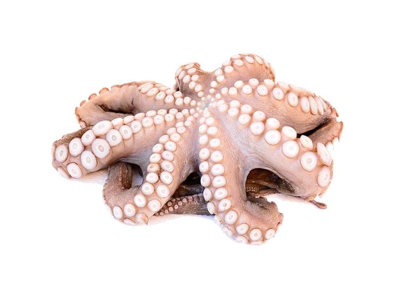 Artikelbild Pulpo 2/3 kg 305321