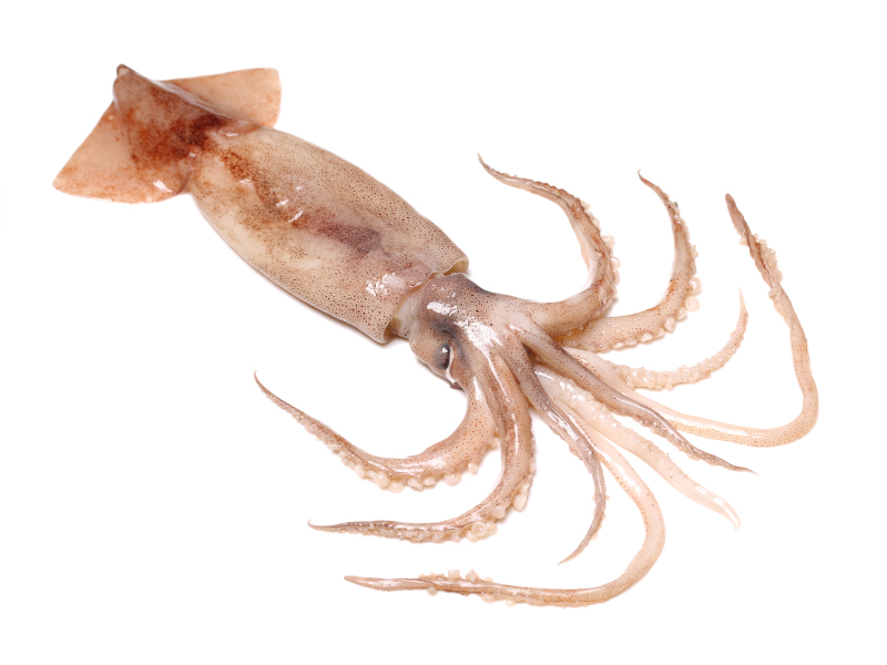 Artikelbild Loligo Patagonica C4 305328