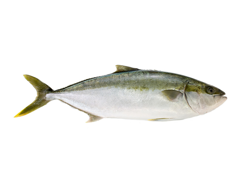 Artikelbild Kingfisch ausgenommen 3/4 kg 3192