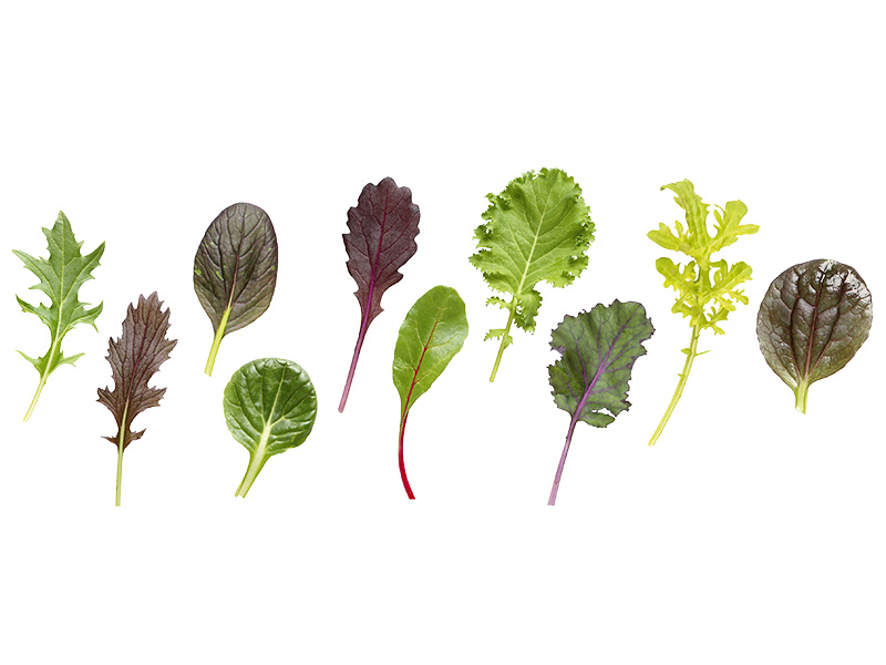 Artikelbild Baby-Leaf-Mix Keltenhof 334