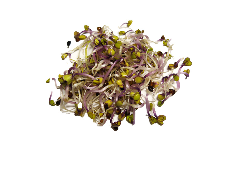 Artikelbild Bio Kohlrabi-Sprossen rot 3415