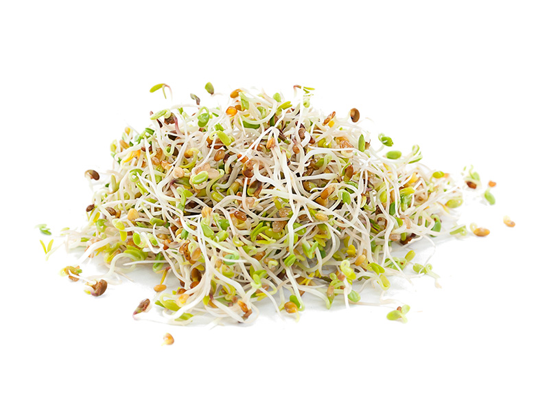 Artikelbild Bio Radieschen-Sprossen 3537