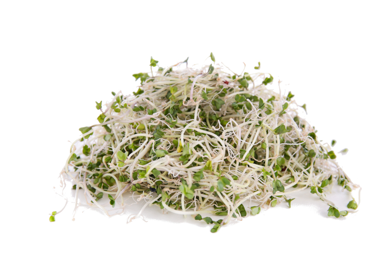 Artikelbild Bio Brokkoli-Sprossen 3566