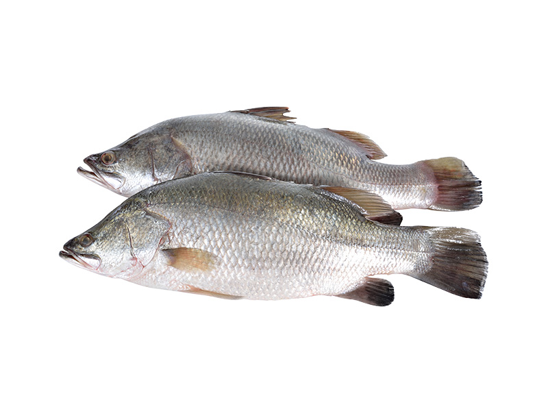 Artikelbild Barramundi ausgenommen 2/4 kg 3599