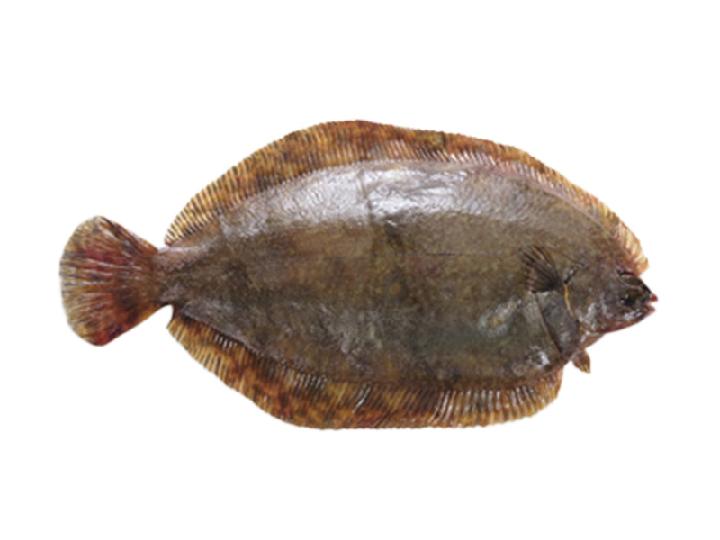 Artikelbild Bretonische Rotzunge ausgenommen 300/400 g 3616