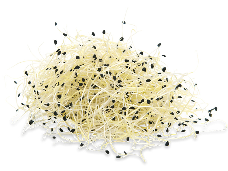 Artikelbild Bio Knoblauch-Sprossen 3659