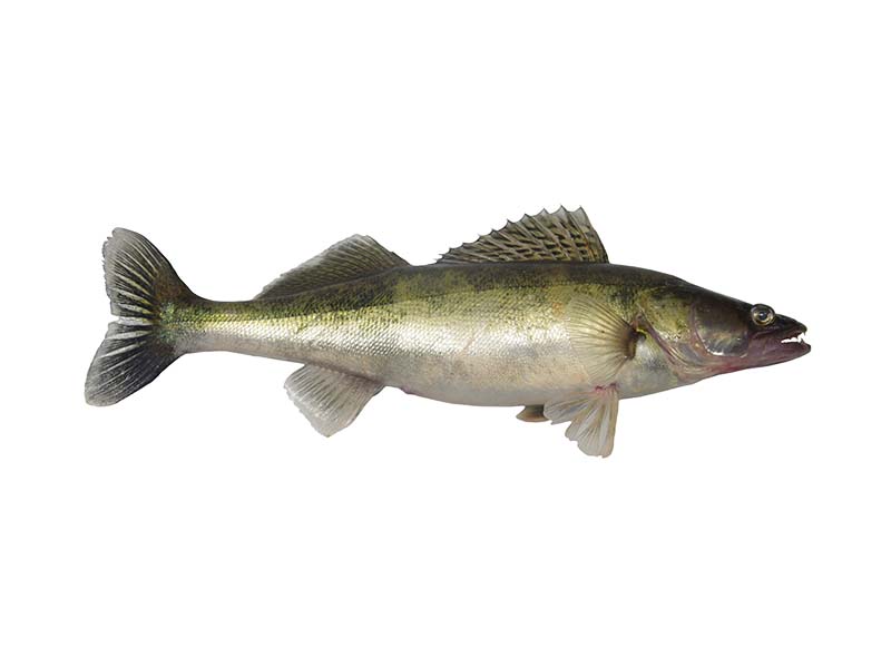 Artikelbild Zander ausgenommen geschuppt 300/400 g Böhmerwald Fisch 4085