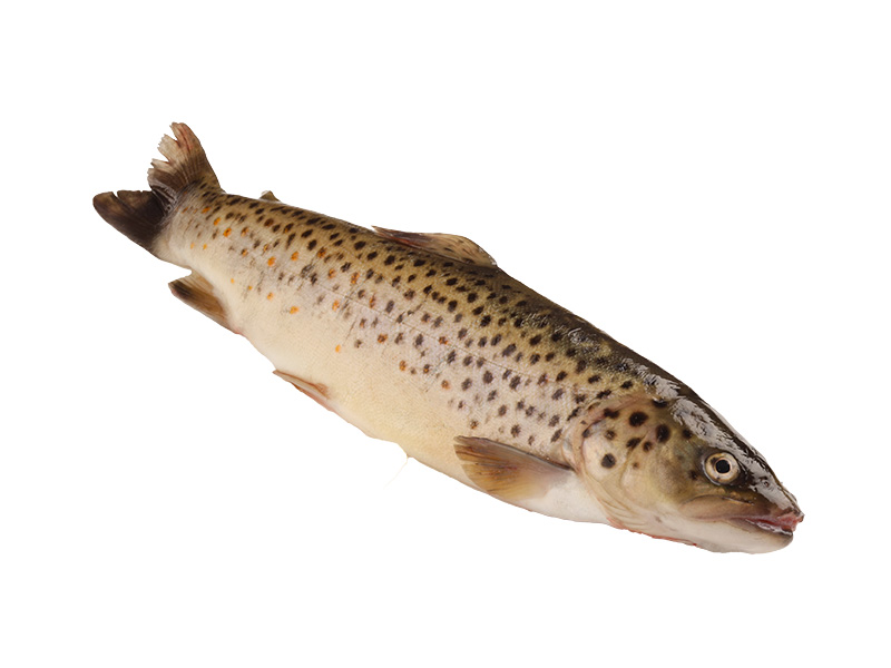 Artikelbild Bio Bachforelle ausgenommen 300/600 g 4231