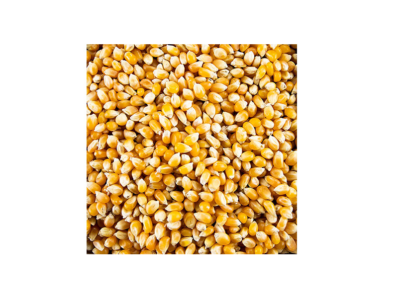 Artikelbild Bio Popcorn-Mais 44228