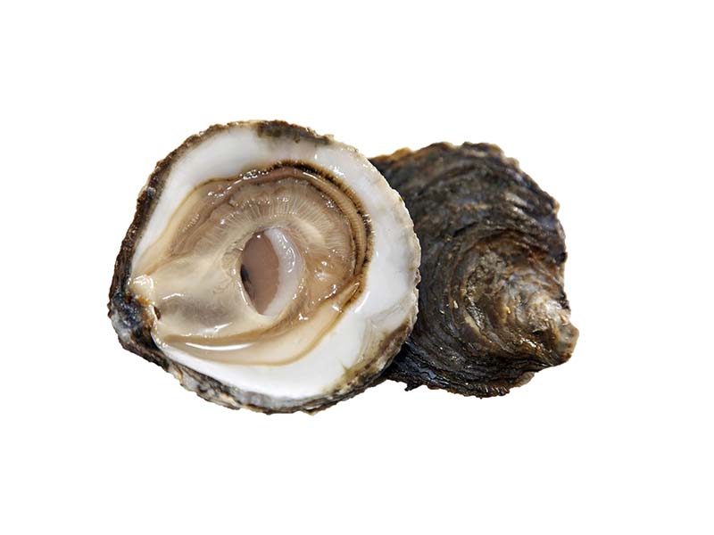 Artikelbild Austern Belon 463