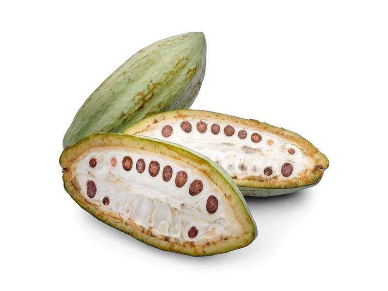 Artikelbild Kakaofrucht 4693