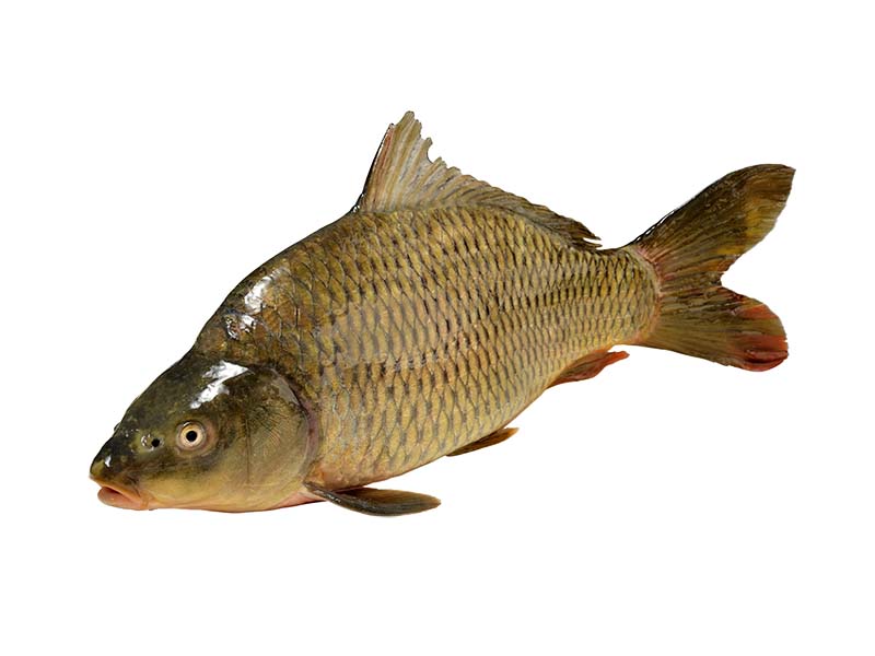 Artikelbild Bio Karpfen ausgenommen 1/3 kg 4894