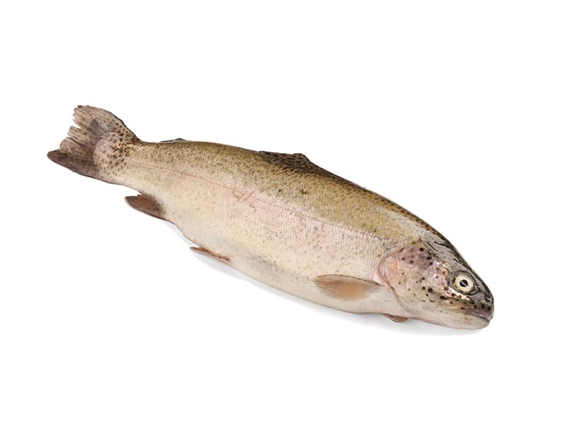 Artikelbild Bio Forelle ausgenommen 250/350 g 4896