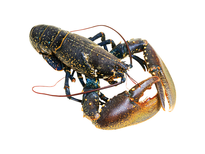 Artikelbild Bretonischer Hummer 400/600 g 5016