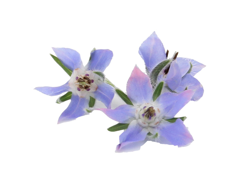 Artikelbild Borretschblüten 5440