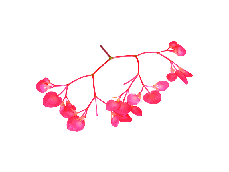 Artikelbild Apple Blossom 552