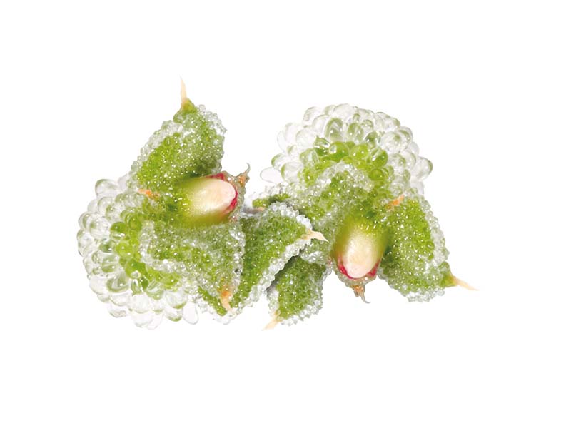 Artikelbild BlinQ Blossom 55429