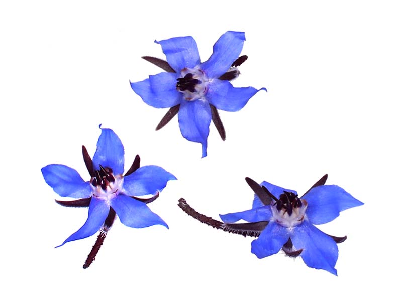 Artikelbild Borretschblüten Keltenhof 5552